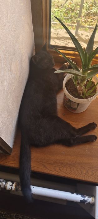 Мушук зотли кизча