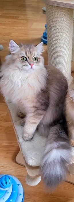 Fetita british longhair blue golden, pedigree, lipicioasa