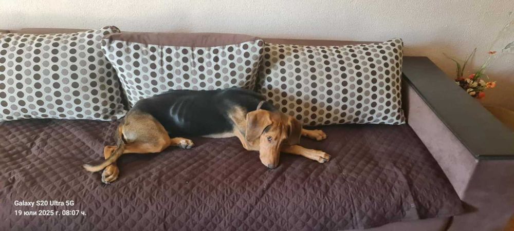 Подарявам женско куче Гонче