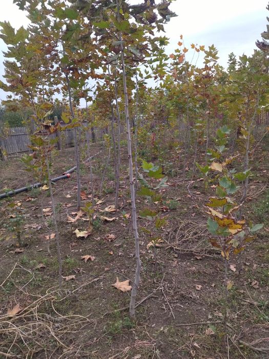 Vând platan arbore ornamental