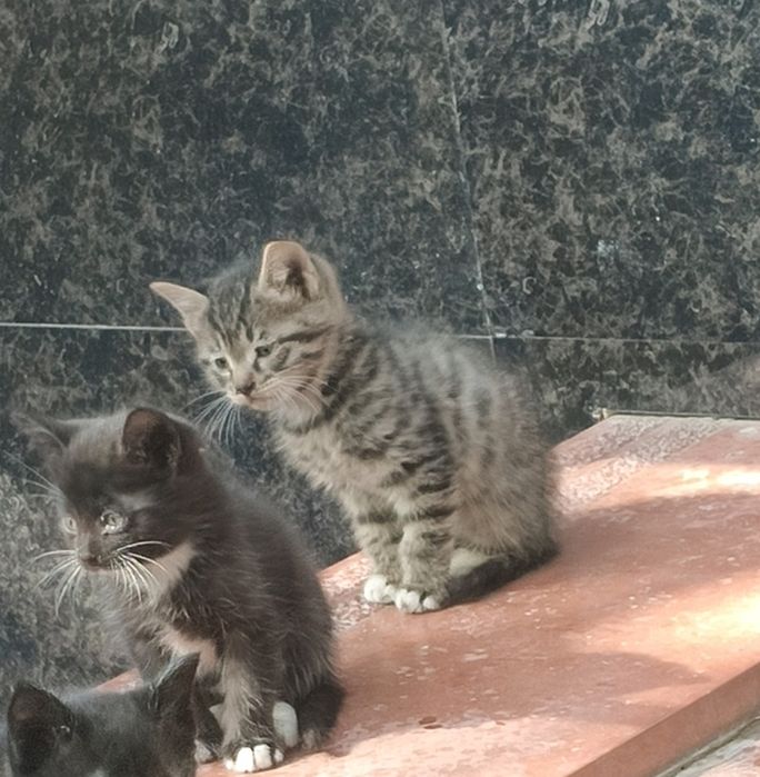 Котята в хорошие руки