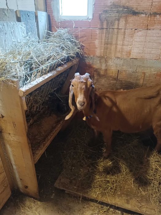 Млада породиста коза