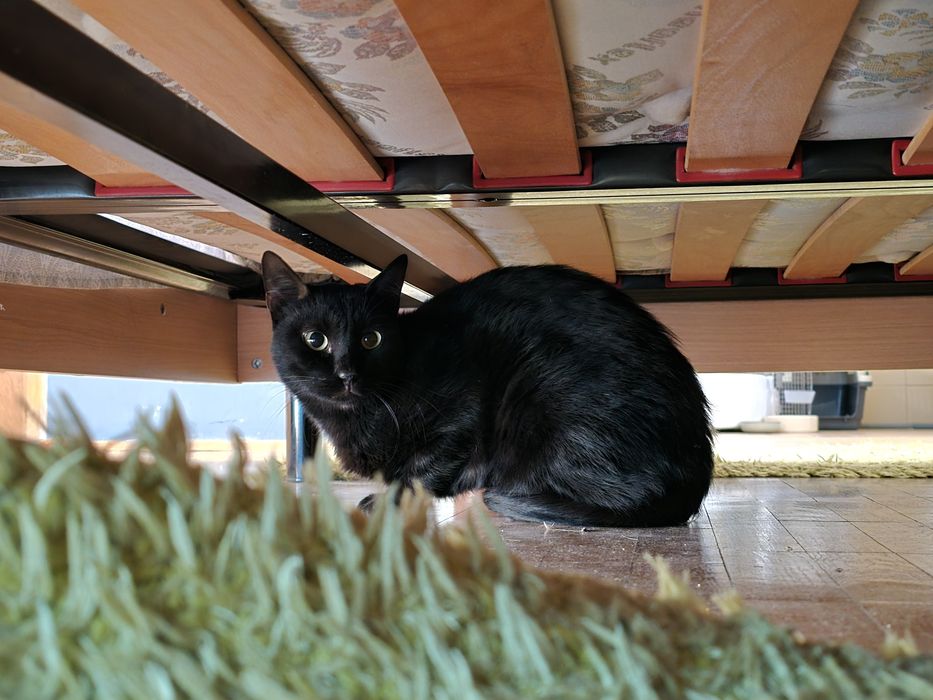 Adoptie motan/pisica castrate
