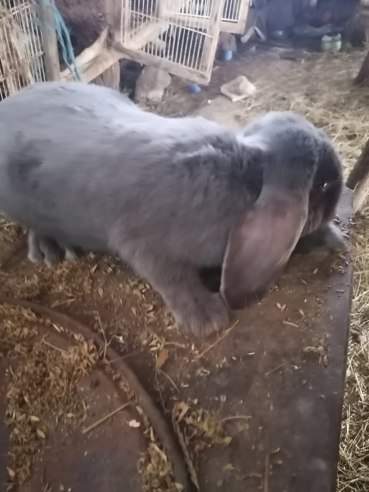 Mascul berbec german albastru