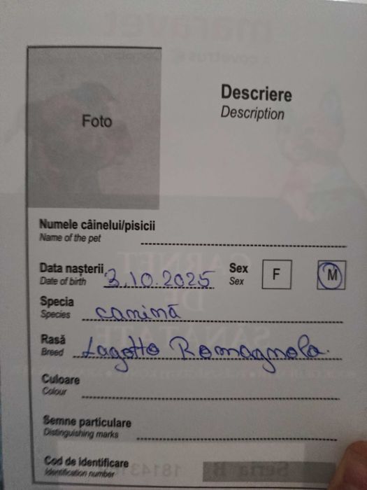 Cățeluși Lagotto Romagnolo de vânzare