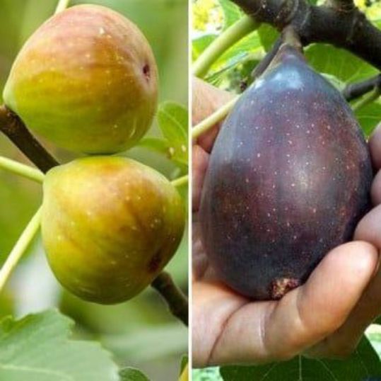 Smochin (Soiuri Diferite )