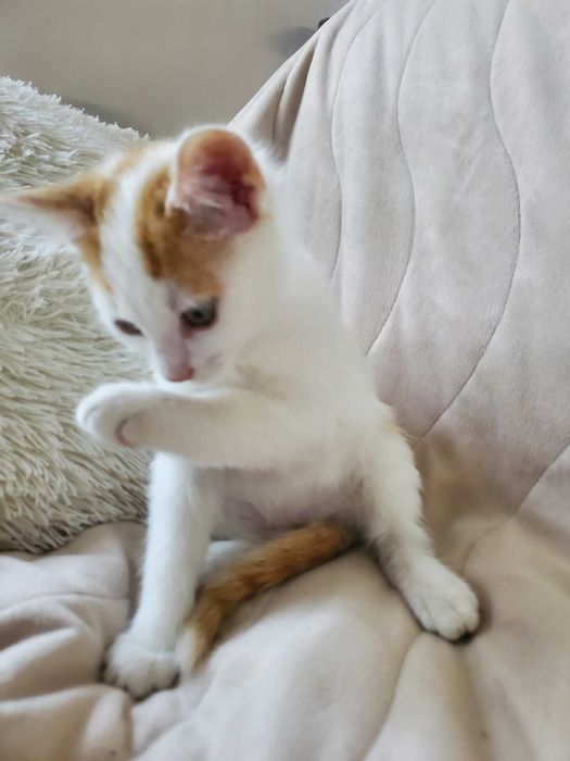 Очарователно рижо-бяло котенце търси дом.