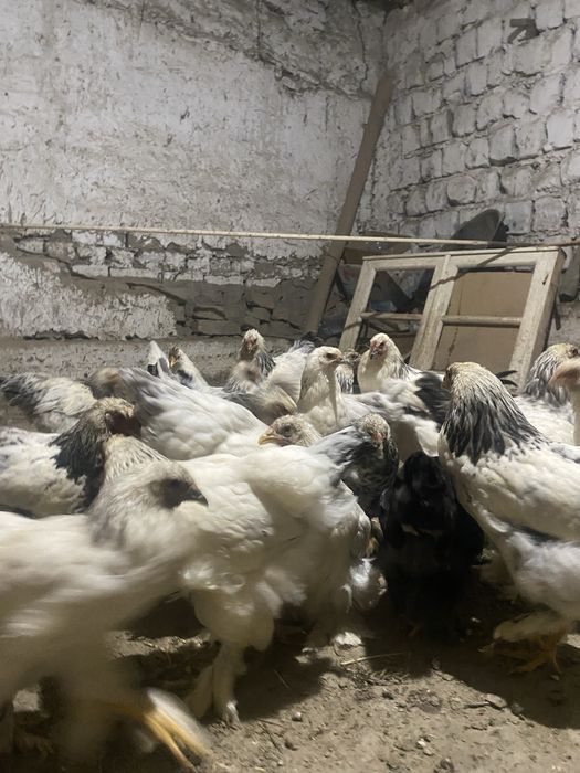 5 oylik jojalar broler. 000