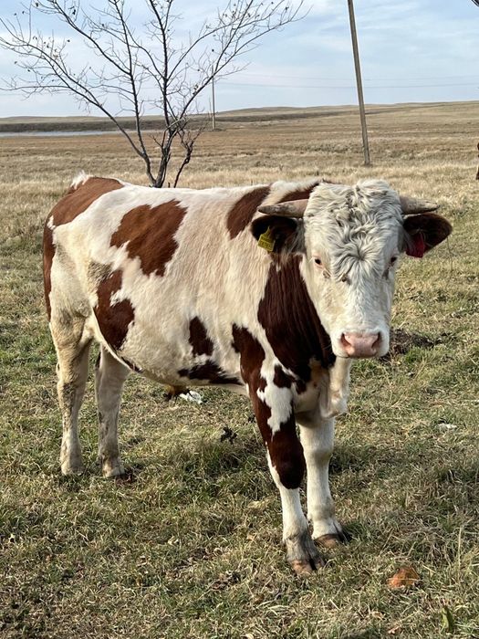 Продам быка симментал на племя