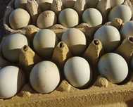 Vând ouă Araucana pentru incubat - găini și cocoș de rasă curată