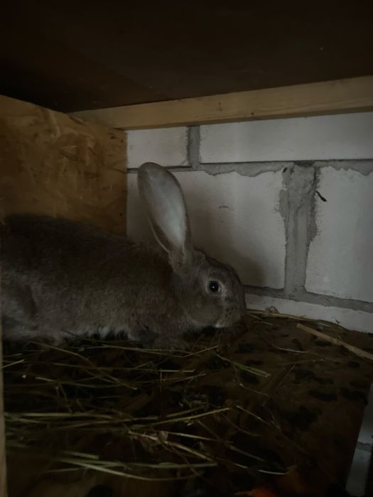 Iepuri uriaș german, 4 luni