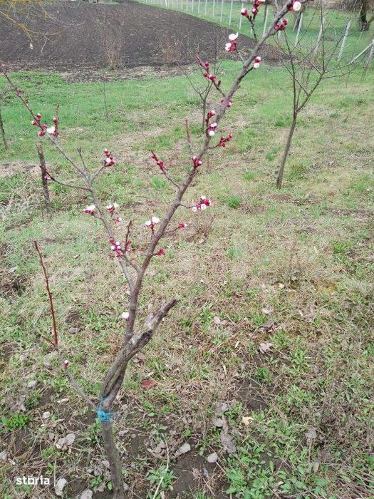 Teren intravilan de vanzare in Calarasi langa Turda!