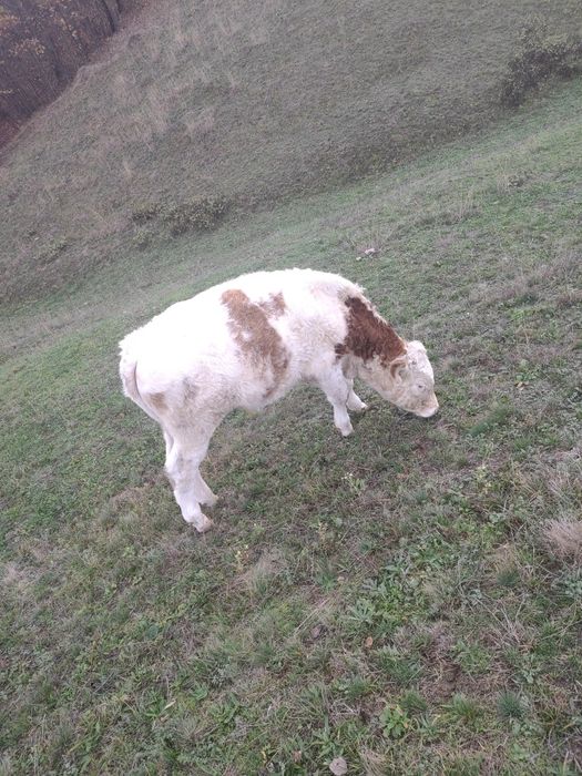 Vând vițel pentru tăiere