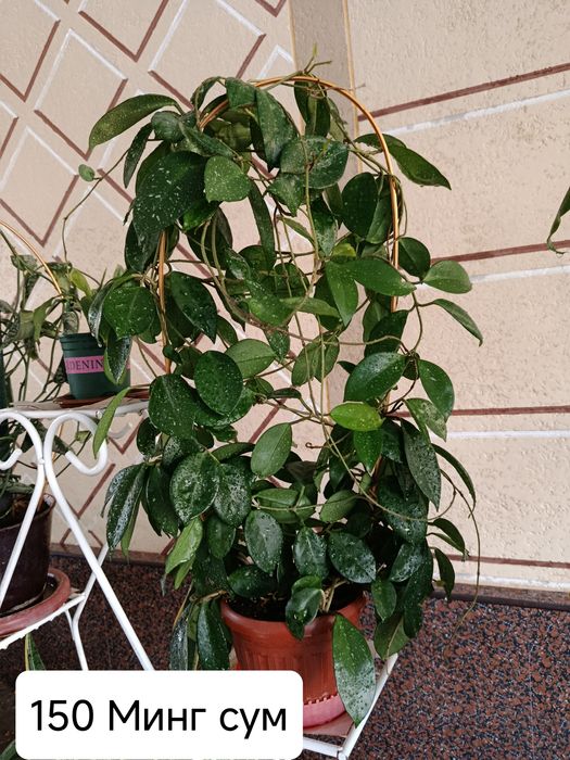 Хонаки гуллар, цветы