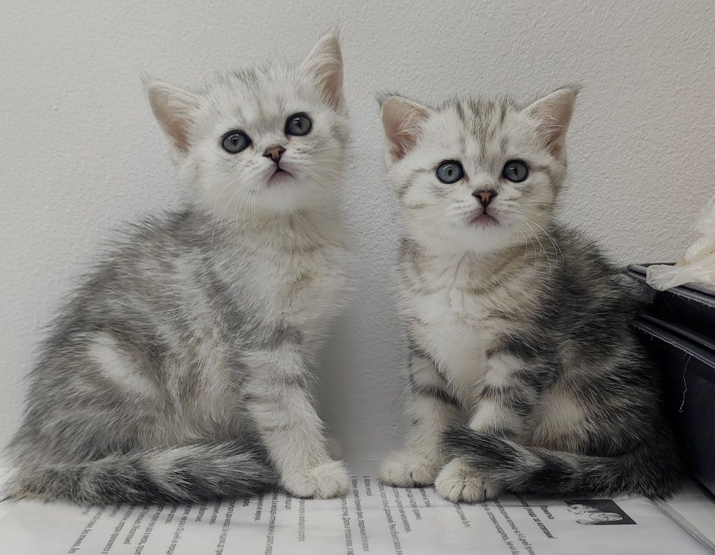 Шотландские прямоухие котята