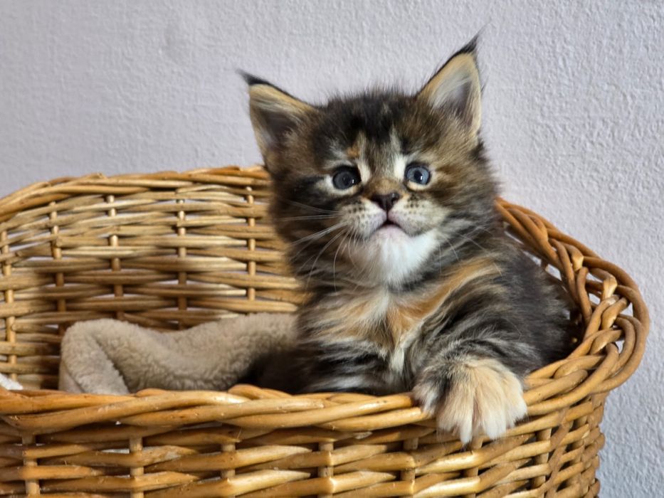 Maine Coon cu pedigree
