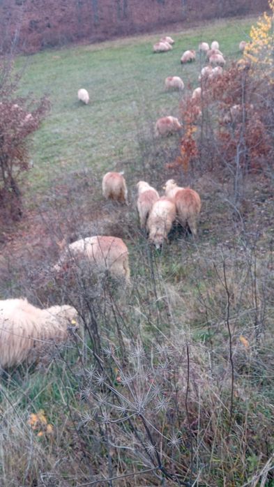 Vând berbecuti de anul asta