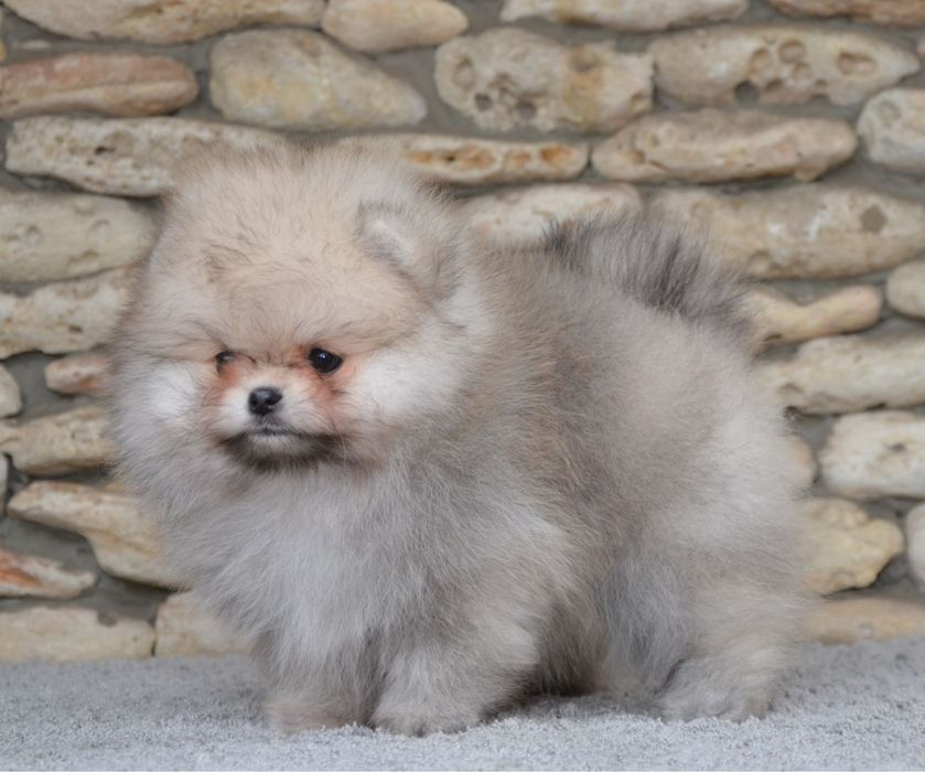 Fetita pomeranian mini/toy!