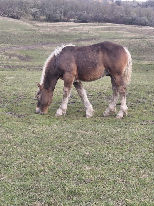 Manz ciocolatiu greu