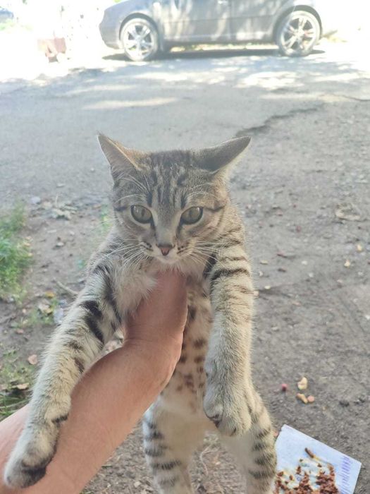 Кошечке нужен дом!