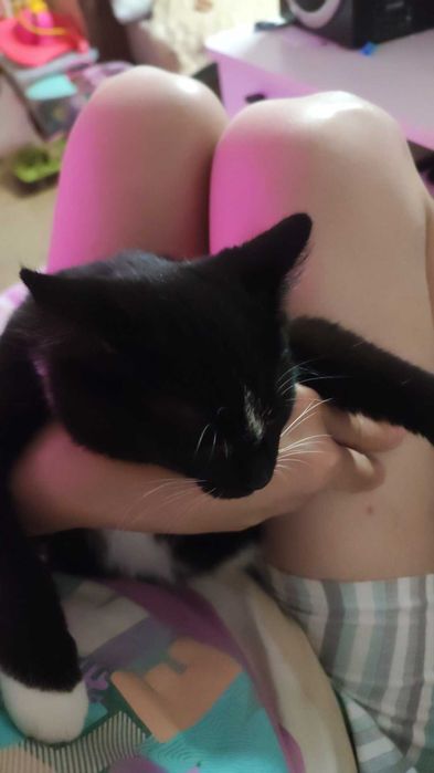 Ищем котородителей