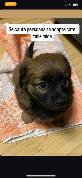 Caine cauta stapan zona Craiova,