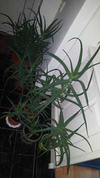 Aloe vera medicament lastrat sau planta