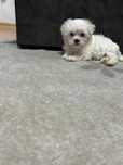 Bichon Maltez cu pedigree