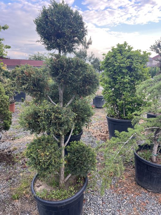 Plante ornamentale pentru gradina