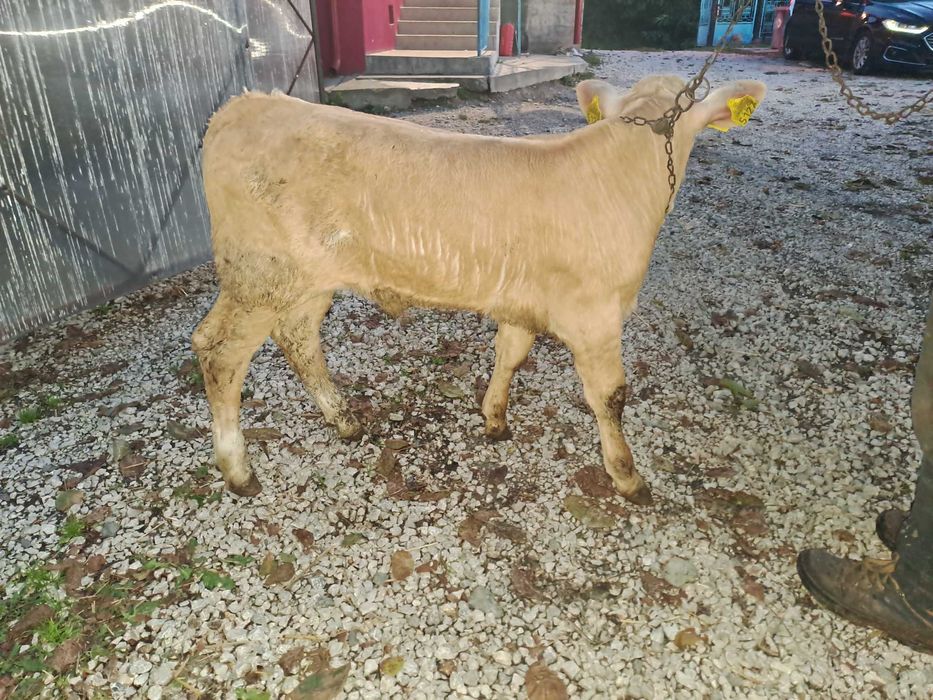Vând vițel de 6 săptămâni