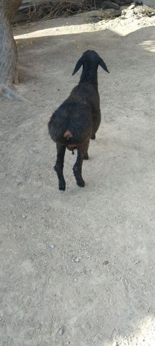 Qozila sotiladi srocha eb ichishi zor