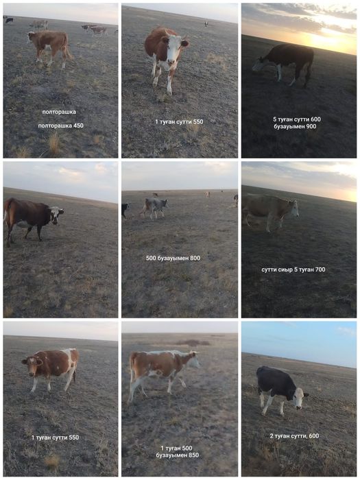 Продам КРС, в 90км от города