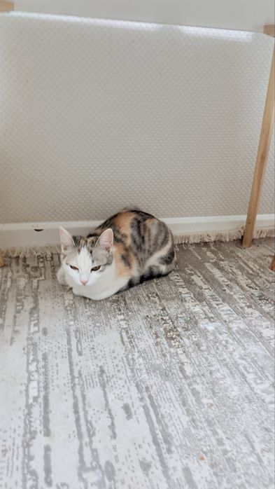 Кошку в хорошие руки