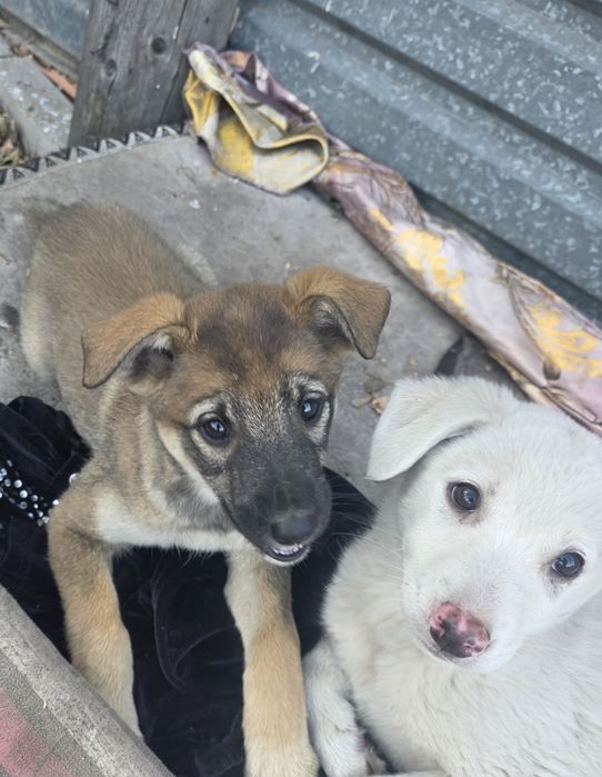 Мишелька девочка 2 месяца