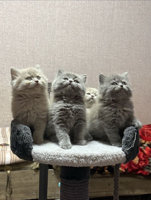 Крупные котята готовы к переезду