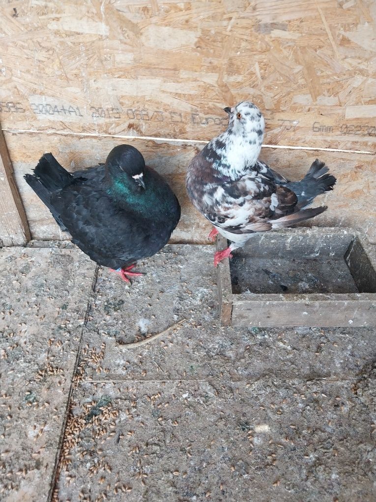 Schimb porumbei king
