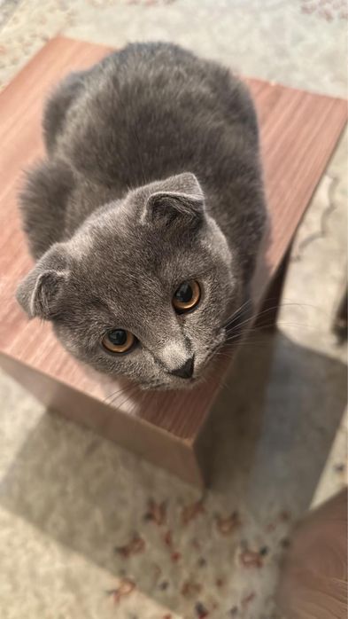 Продам породистую британскую вислоухую кошку. 4-5 месяцев