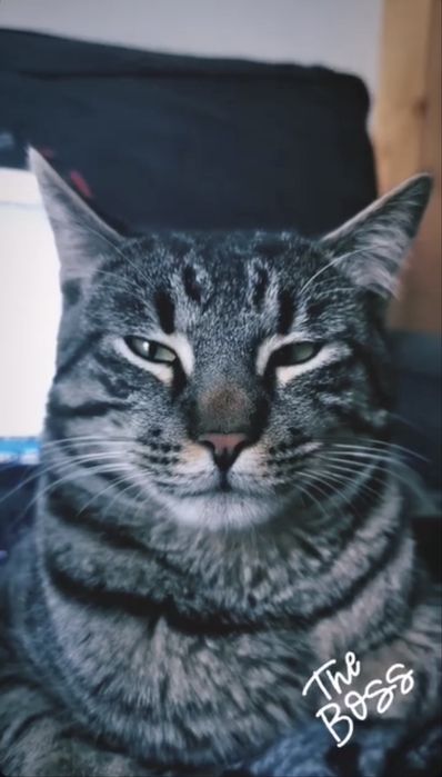 Pisici spre adoptie (2 motanei)