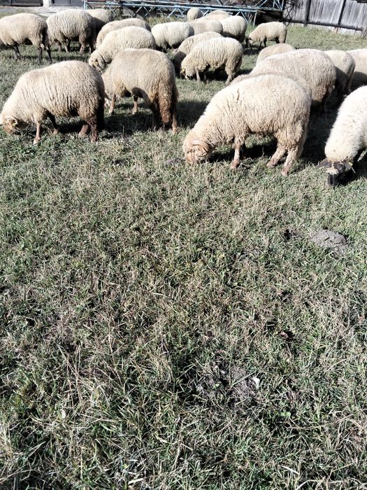 Cârlani de vânzare.