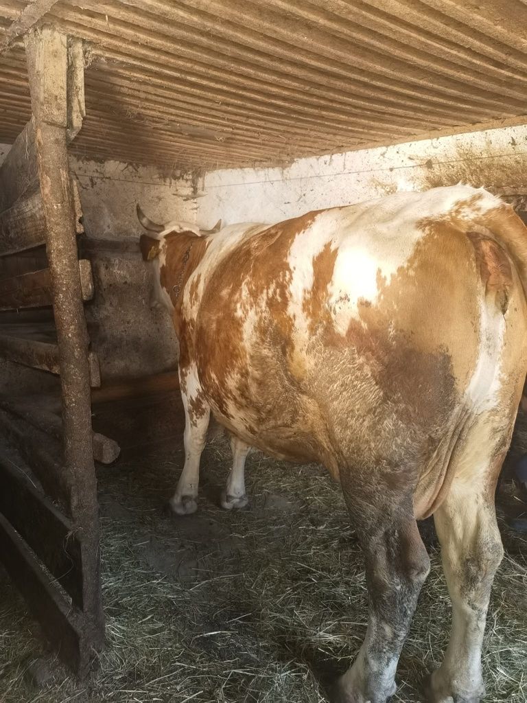 Vaca bălțată de vânzare
