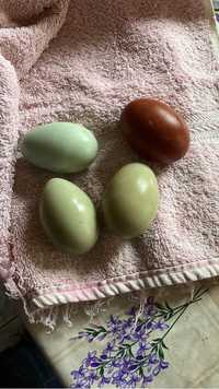 Gaini din rasa Araucana , oua incubat