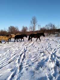 Продам кобылу с жеребенком- девочка