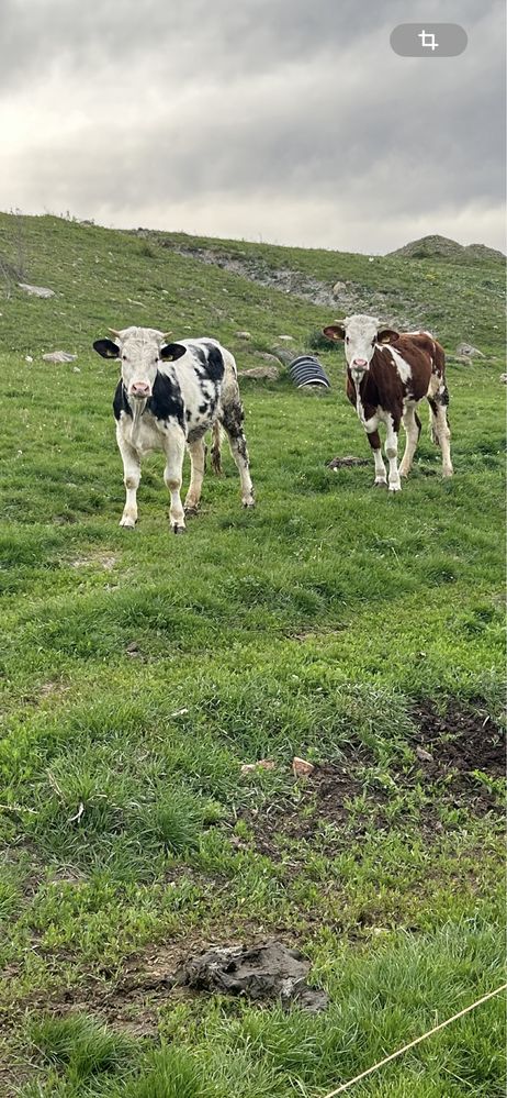 Vand vaci cu vitei, juninci si tauri !