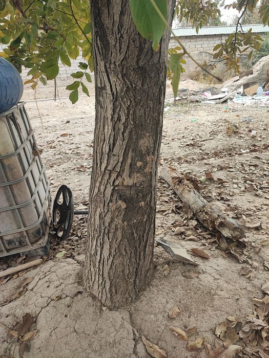 Yongiq daraxti 30 yilik