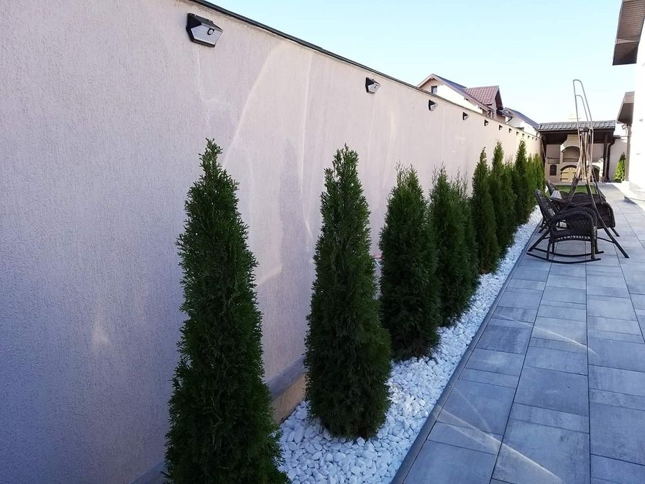 Plante ornamentale copaci ornamentali