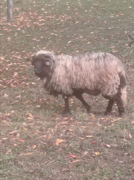 De vânzare vacă și vițea
