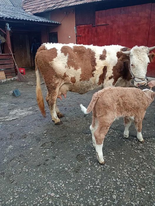 Vând vaca bălțată românească cu vital