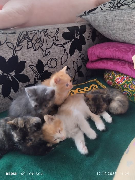 Отдам котят в добрые руки котят