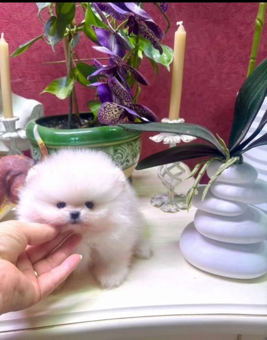 Миниатюрный померанский шпиц