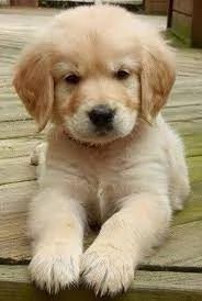 Golden Retriever de vanzare cu documente FCI/Pedigree tip A